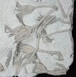 Killer Crinoid Plate From Maysville, Kentucky #15919-2